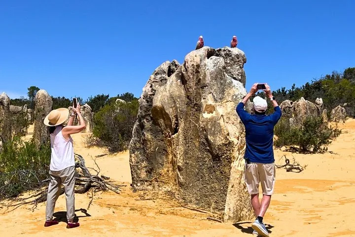Deux personnes photographient des galahs roses et gris perchés sur une formation des Pinnacles.