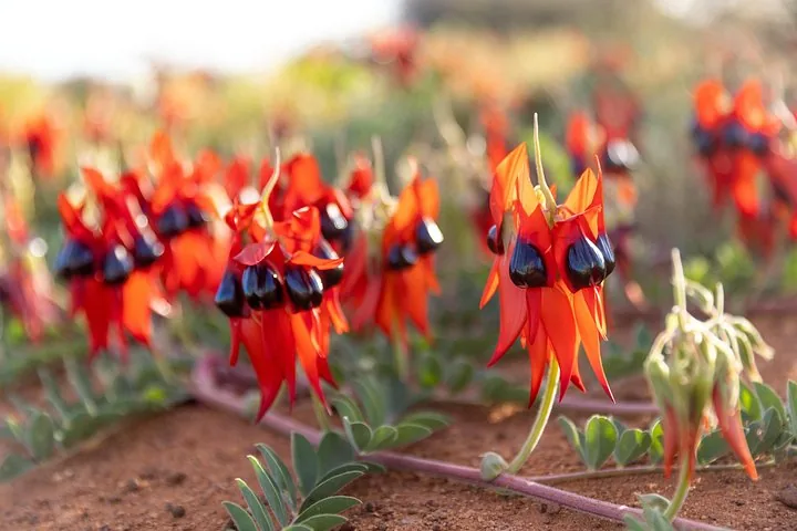 Primo piano dei fiori rosso acceso di Sturt's Desert Pea che crescono nell'outback.